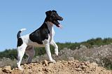 FOX TERRIER POIL LISSE 006